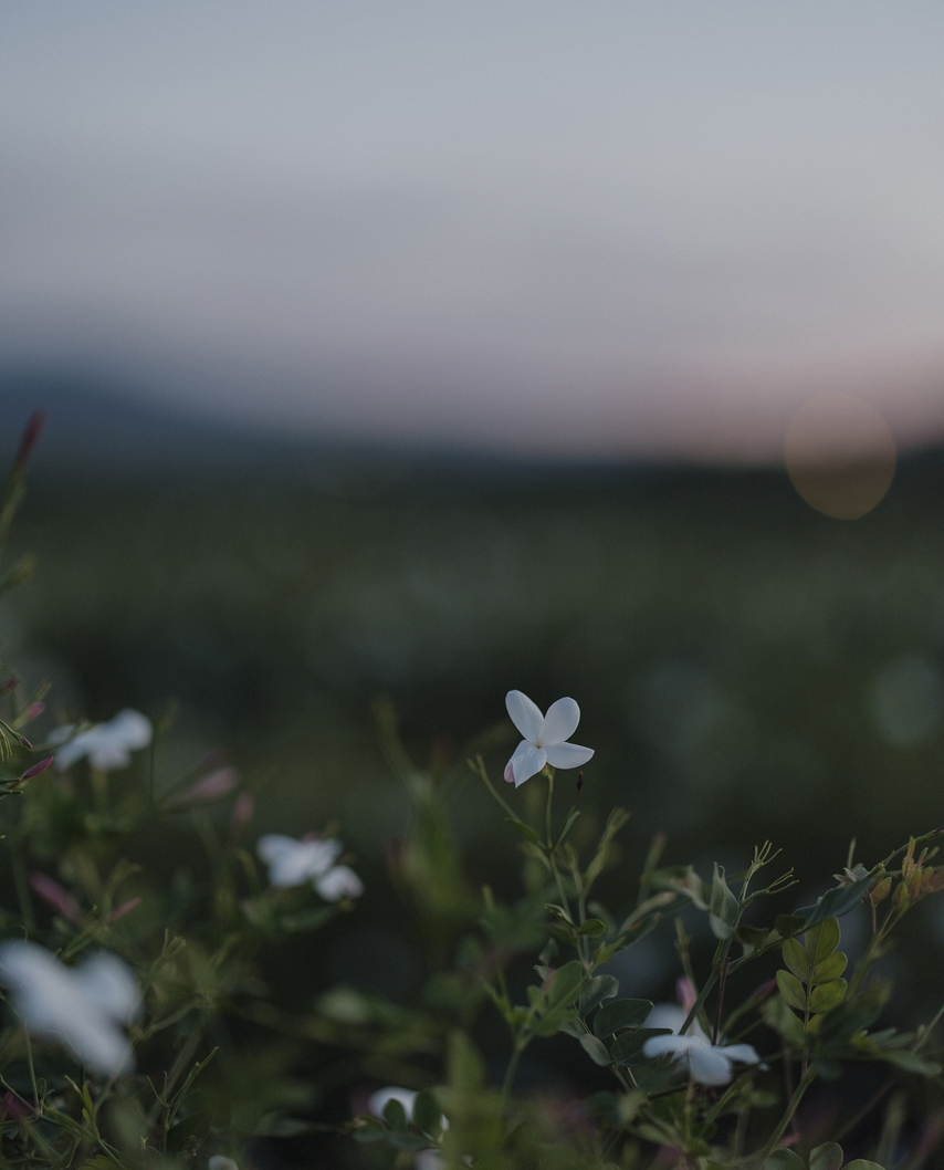 写真: ジャスミンの花