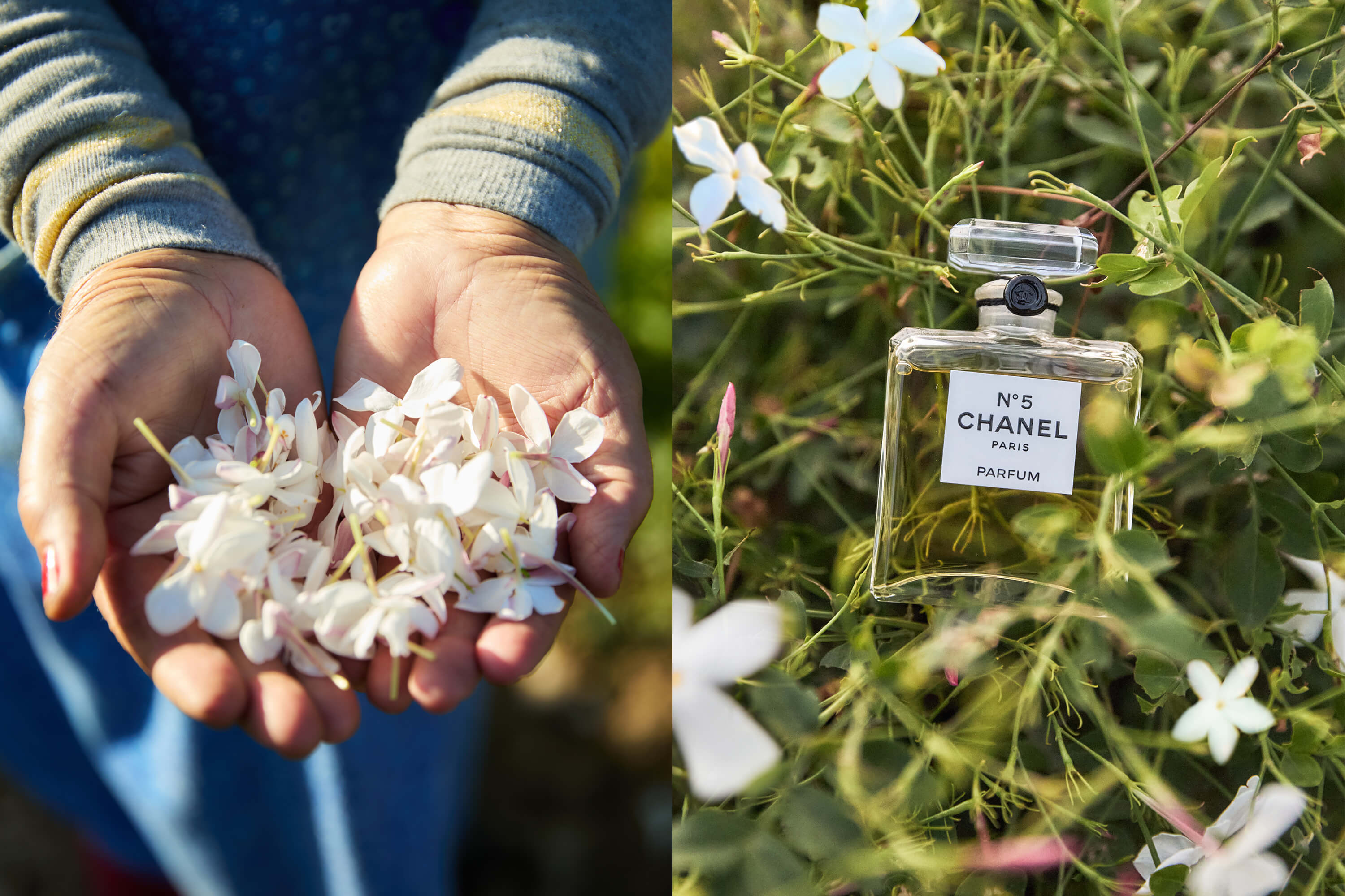 写真:From flowers to bottle.