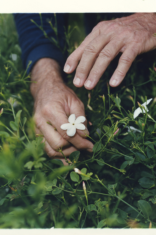 写真: ジャスミンの花を摘んでいる